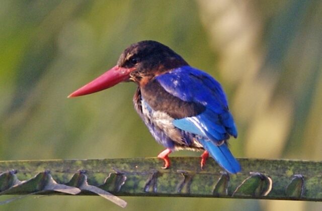 Javan Kingfisher
