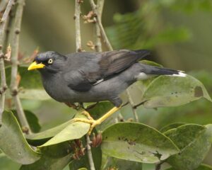Javan Myna