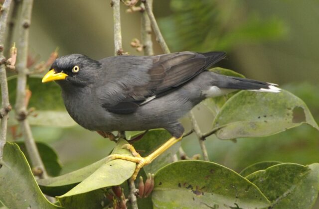 Javan Myna