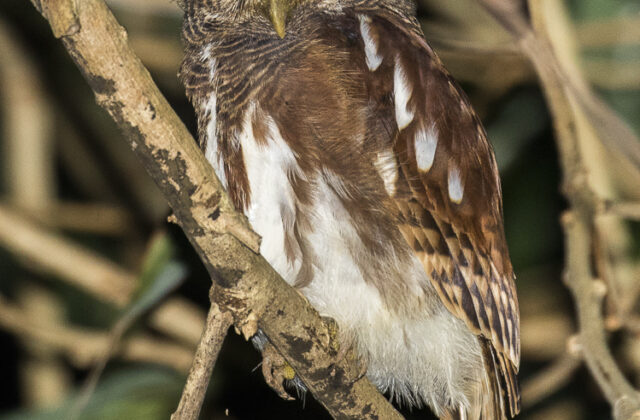 Javan Owlet