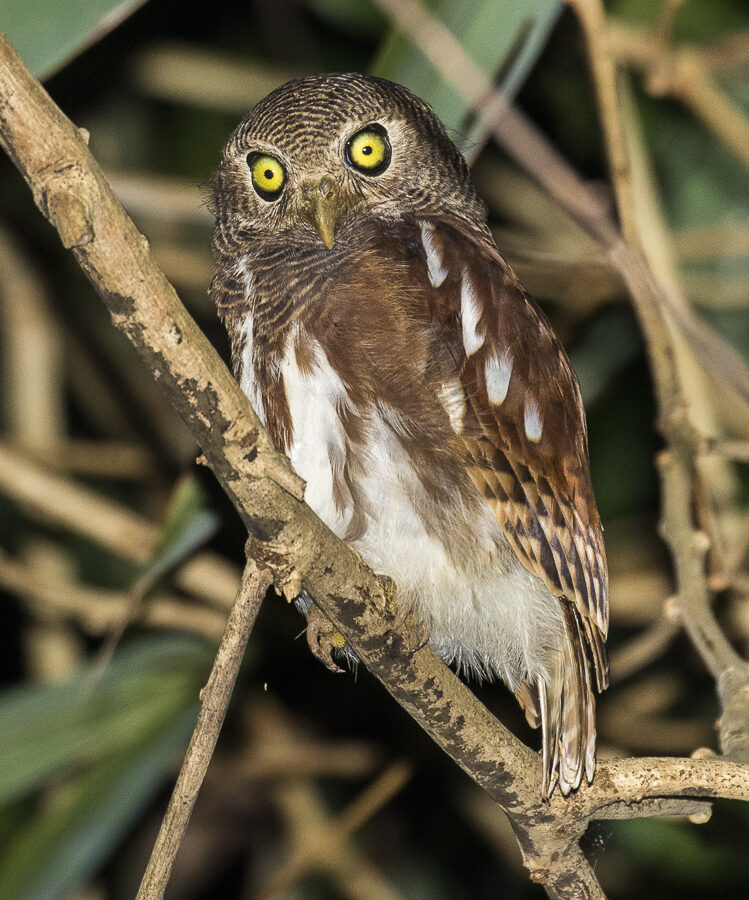 Javan Owlet