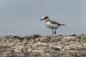 Javan Plover