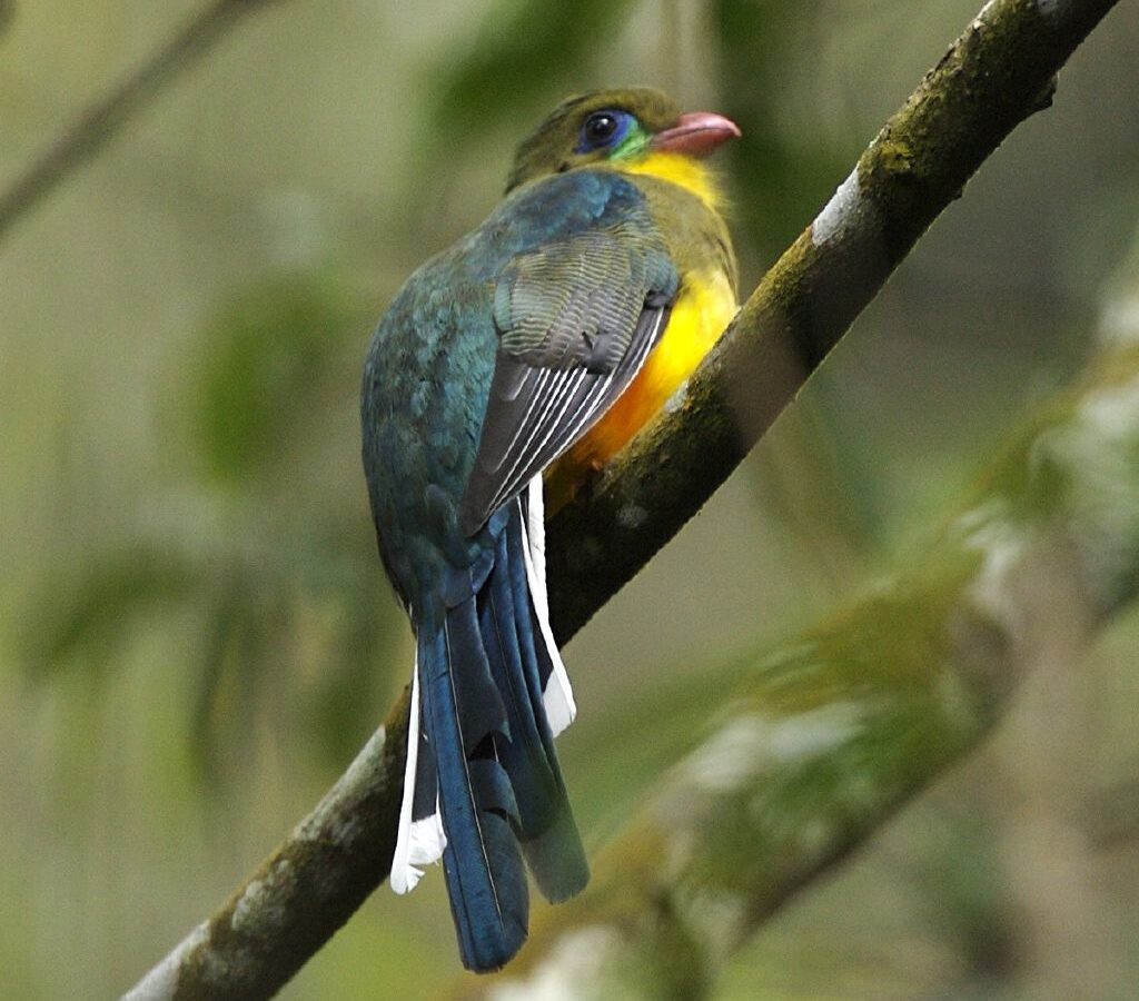 Javan Trogon
