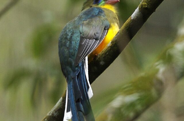 Javan Trogon