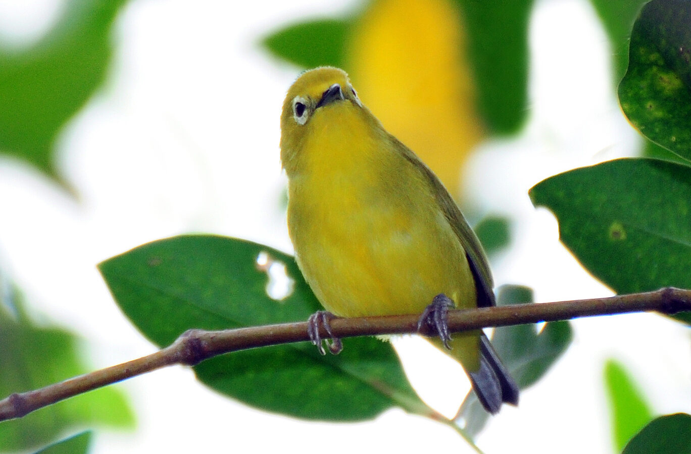 Javan White-eye