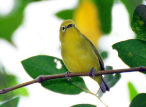 Javan White-eye