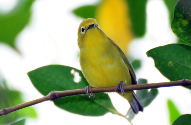 Javan White-eye