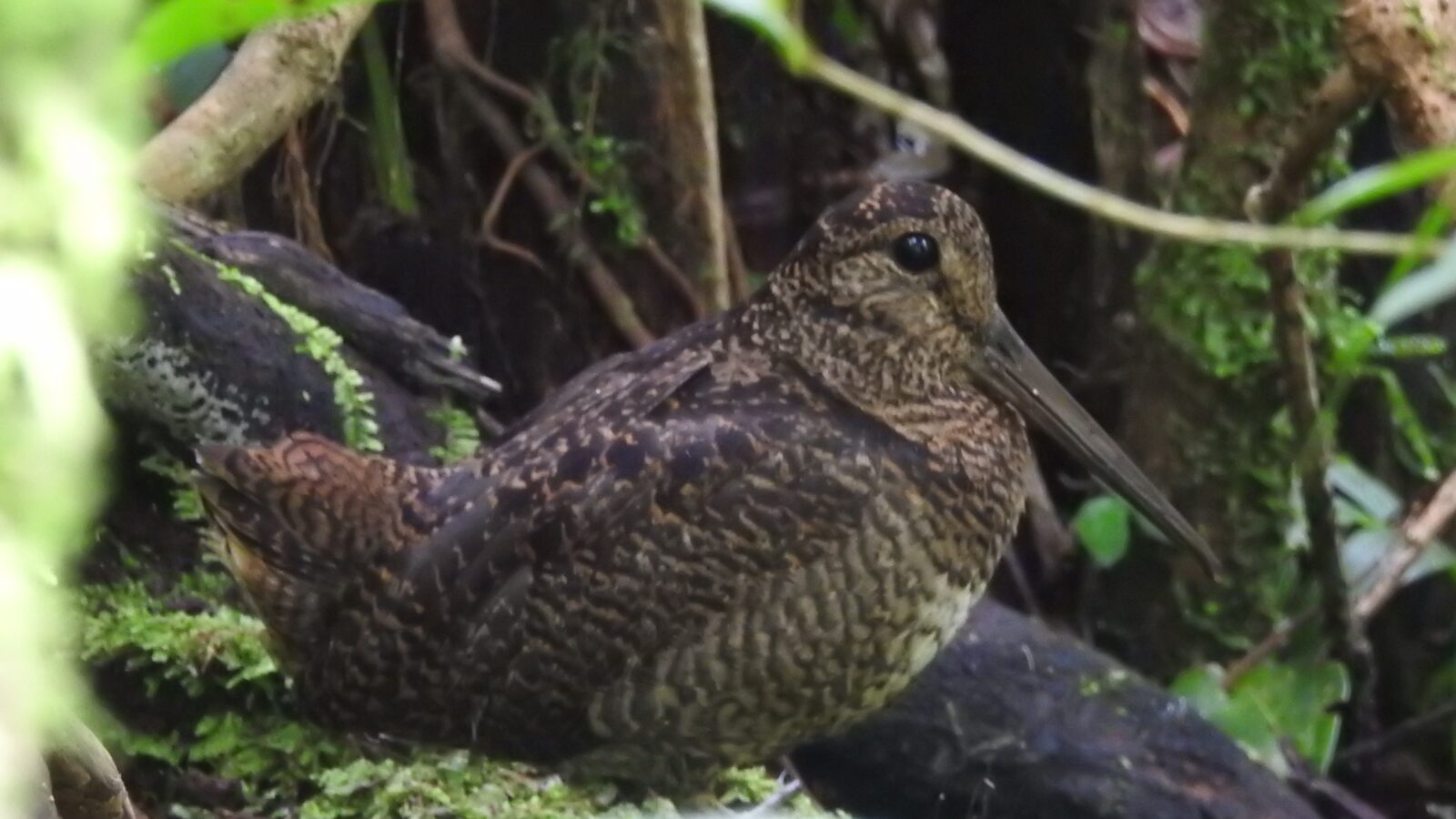Javan Woodcock