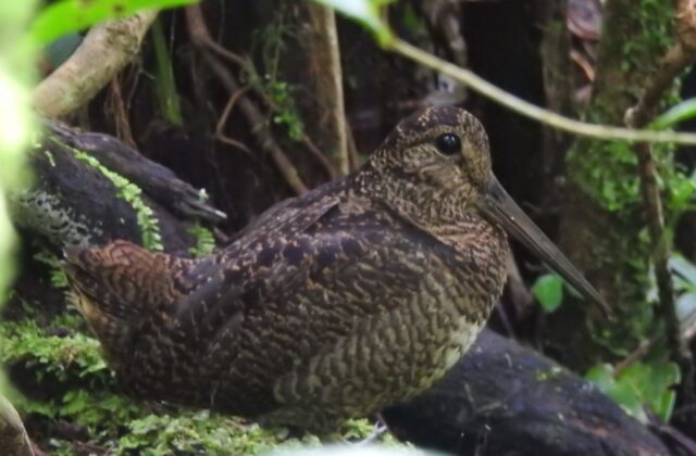 Javan Woodcock