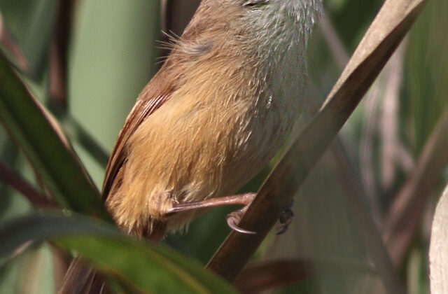 Jerdon’s Babbler
