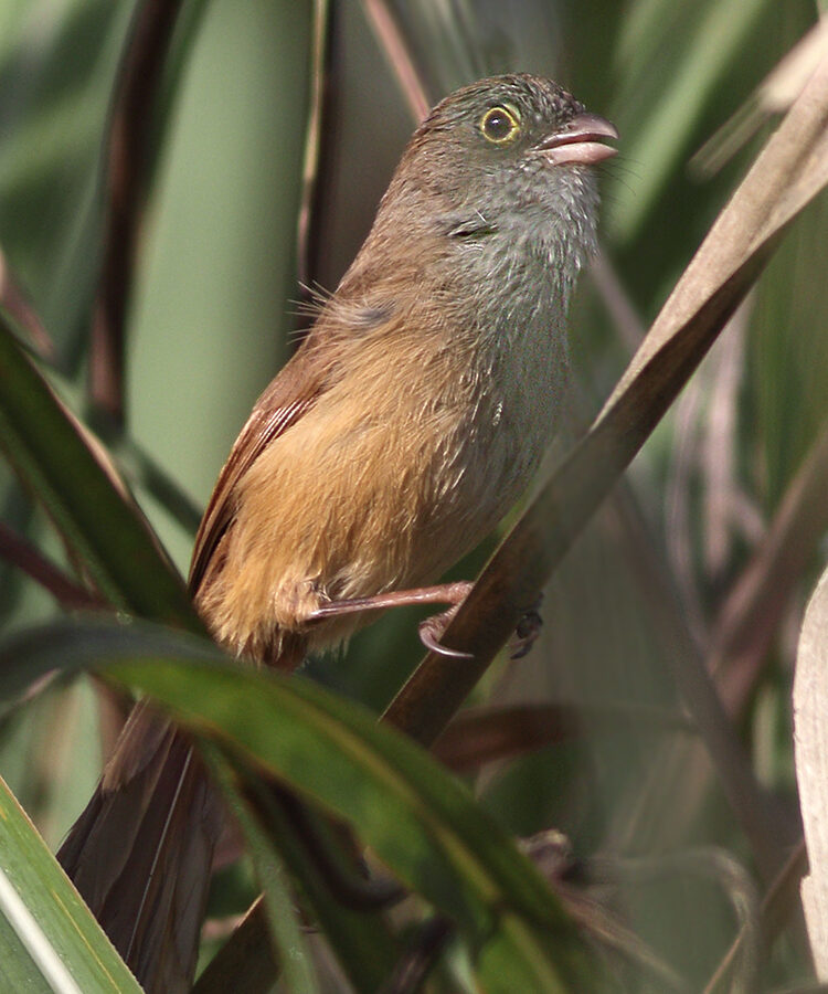 Jerdon’s Babbler