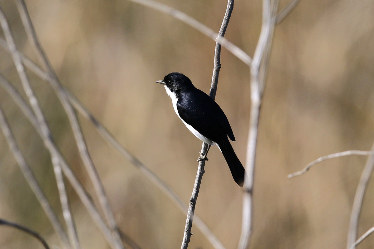 Jerdon’s Bush Chat