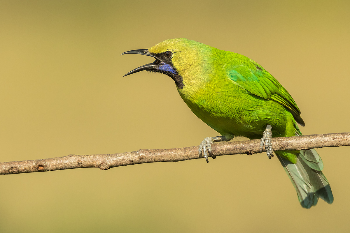 Jerdon’s Leafbird