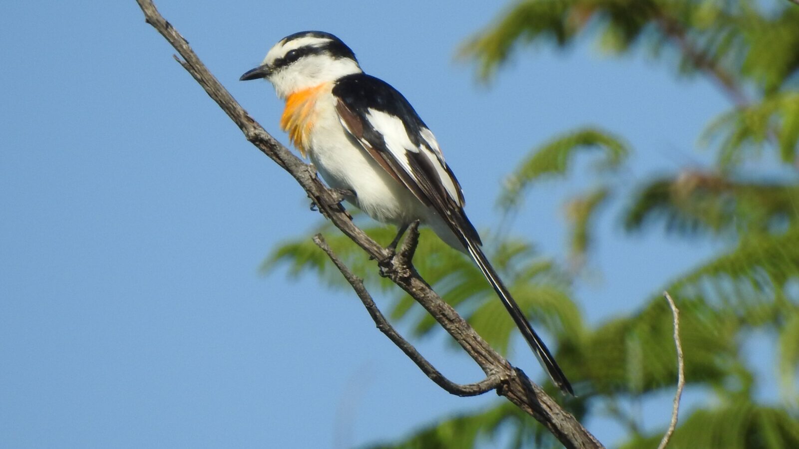 Jerdon’s Minivet