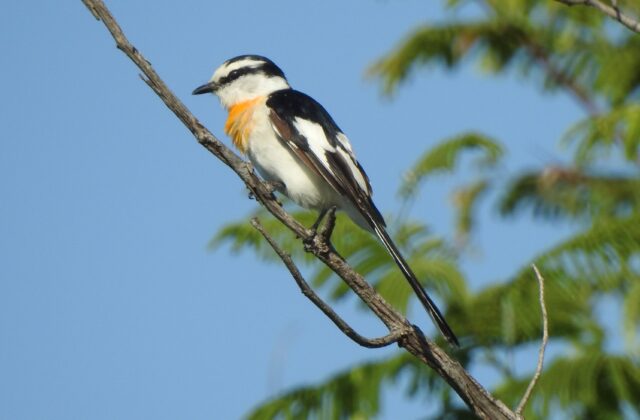 Jerdon’s Minivet