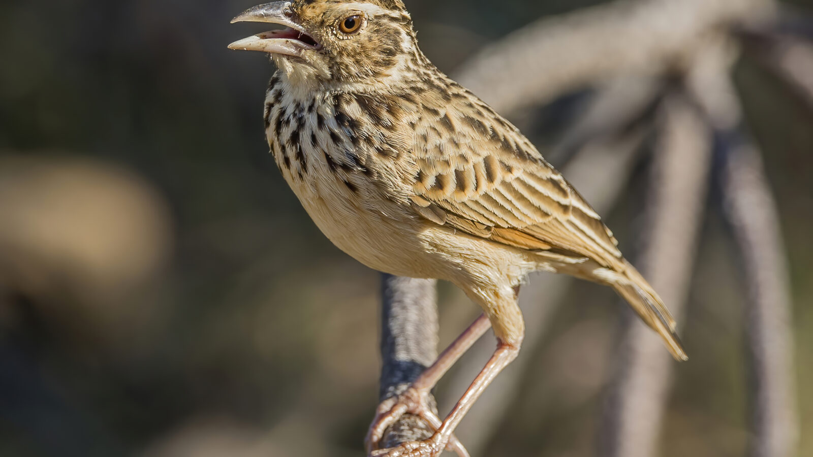 Jerdon’s Bush Lark