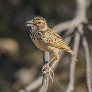 Jerdon’s Bush Lark