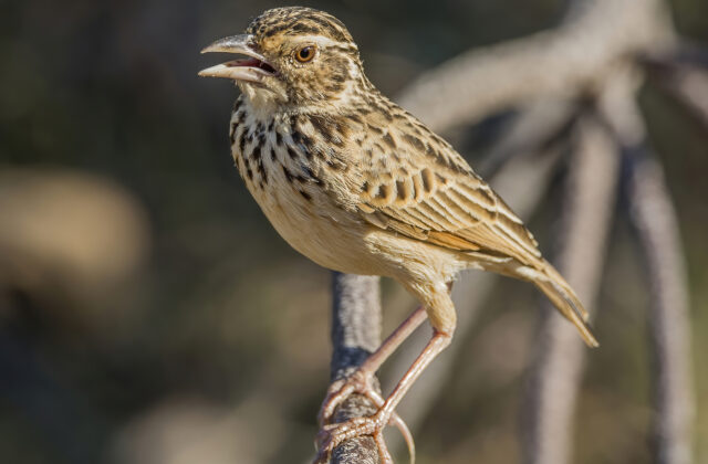 Jerdon’s Bush Lark