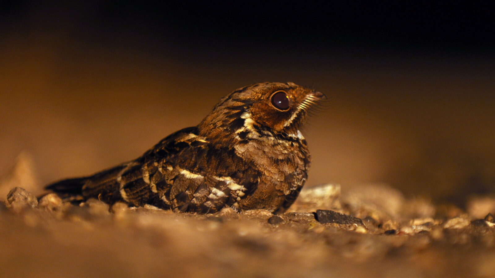 Jerdon’s Nightjar