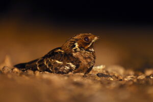 Jerdon’s Nightjar