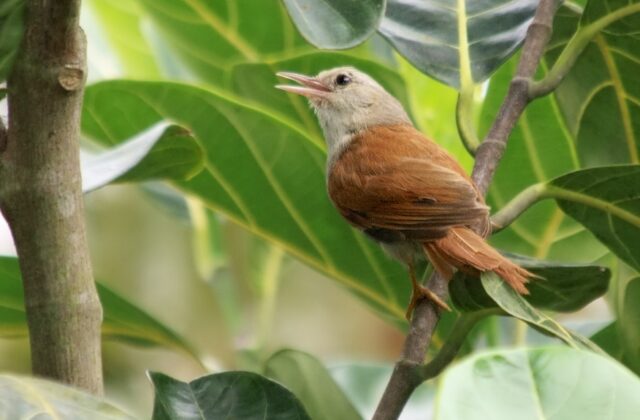 Grey-headed Spinetail