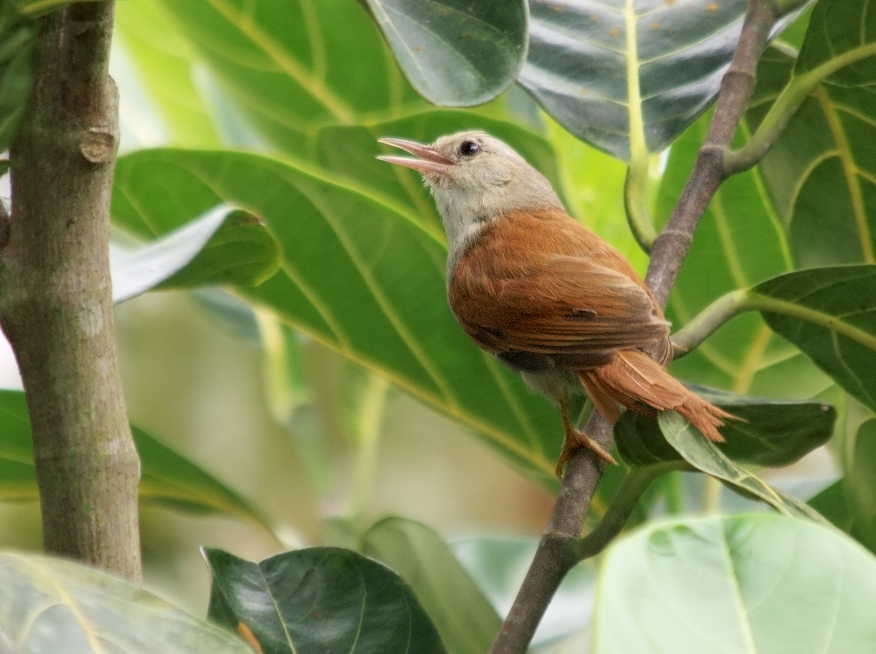Grey-headed Spinetail