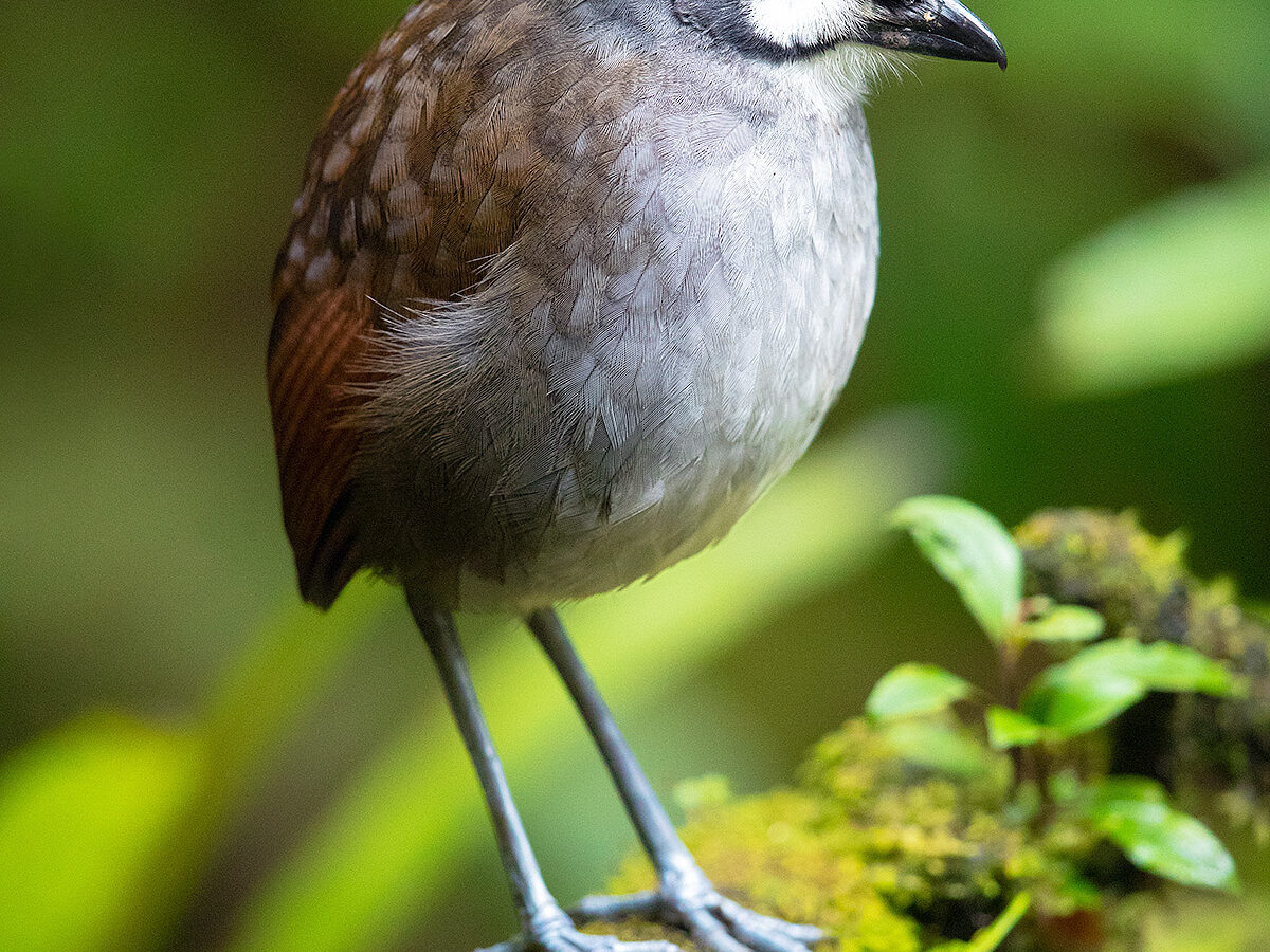 Jocotoco Antpitta