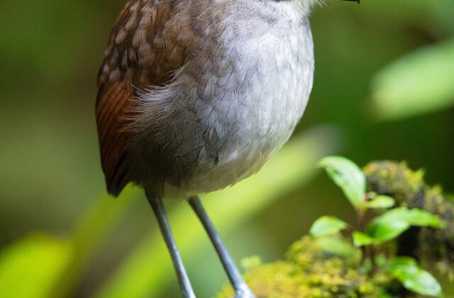 Jocotoco Antpitta