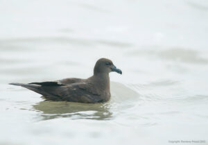 Jouanin’s Petrel