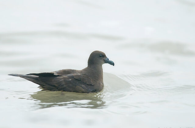 Jouanin’s Petrel