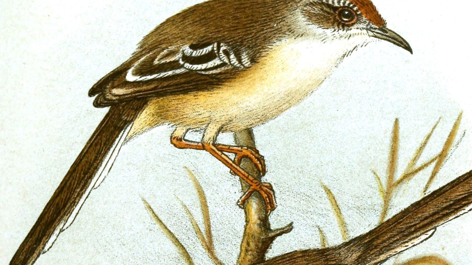 Red-fronted Prinia