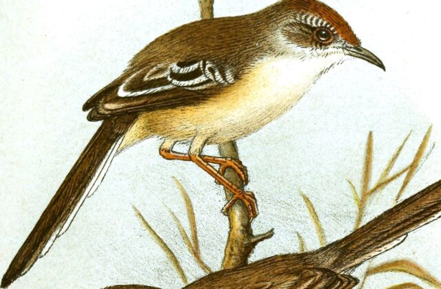 Red-fronted Prinia