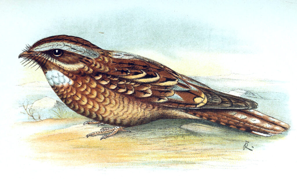 Donaldson Smith’s Nightjar
