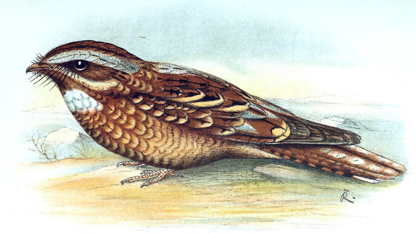 Donaldson Smith’s Nightjar