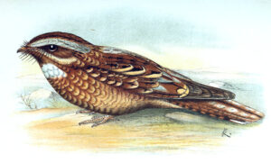 Donaldson Smith’s Nightjar