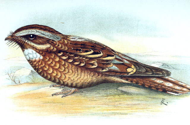 Donaldson Smith’s Nightjar