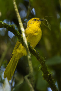 Joyful Greenbul
