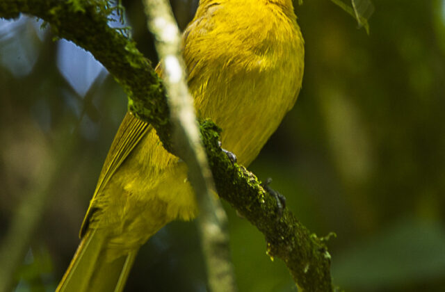 Joyful Greenbul