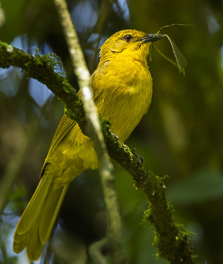 Joyful Greenbul