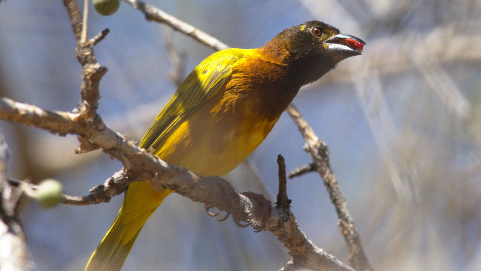 Juba Weaver