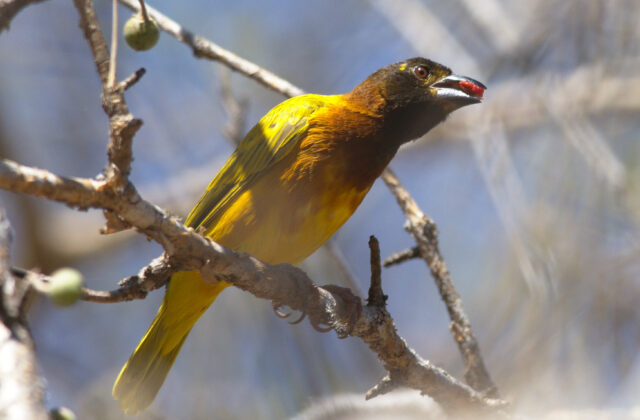 Juba Weaver