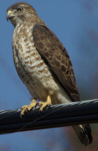 Broad-winged Hawk