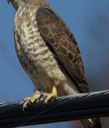 Broad-winged Hawk