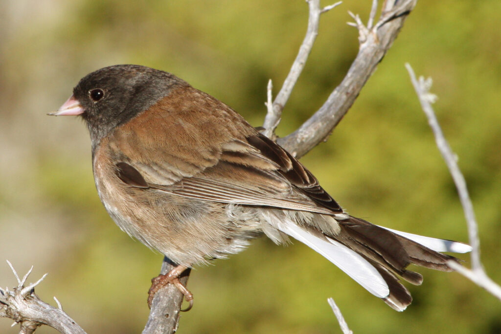 Dark-eyed Junco