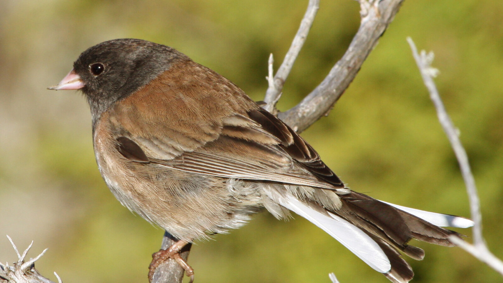 Dark-eyed Junco