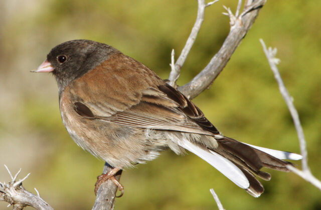 Dark-eyed Junco