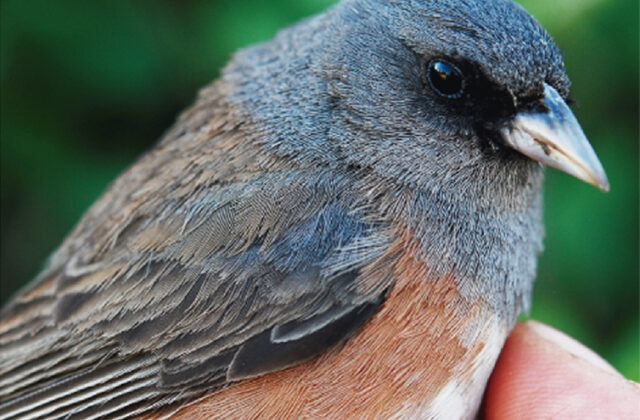Guadalupe Junco