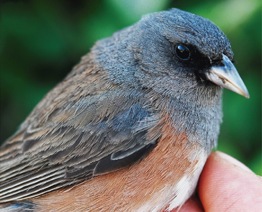 Guadalupe Junco