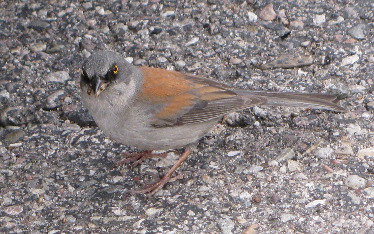 Yellow-eyed Junco