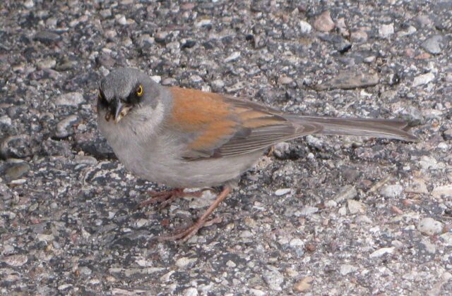 Yellow-eyed Junco